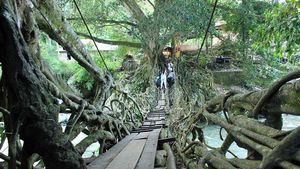 Potret Jembatan Akar Berusia 100 Tahun di Painan, Pesisir Selatan