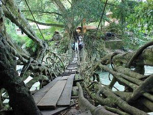 Potret Jembatan Akar Berusia 100 Tahun di Painan, Pesisir Selatan