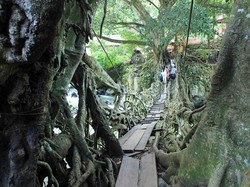 6 Fakta Jembatan Akar di Pesisir Selatan, Sumatera Barat
