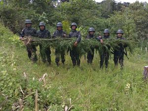 Pasukan TNI Kembali Temukan Ladang Ganja di Perbatasan Papua-PNG