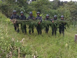Pasukan TNI Kembali Temukan Ladang Ganja di Perbatasan Papua-PNG