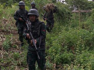 TNI Temukan Ladang Ganja di Papua