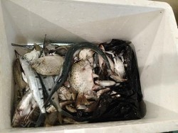 Tak Percaya Ikan Nelayan dari Teluk Jakarta, Ahok: Itu Ikan Dari Belitung Kok!