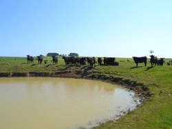 Australia Siapkan Dana Riset Peternakan Rp 110 Miliar untuk Indonesia Timur