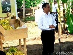 Jokowi Minta Harga Pangan Jungkir Balik Turun Saat Lebaran, Bisakah Mentan?