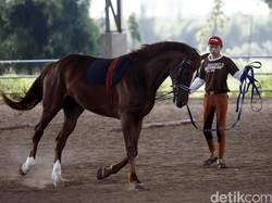 Soal Kuda-Kuda di Pulomas, Pordasi DKI Bakal Tempuh Jalur Hukum