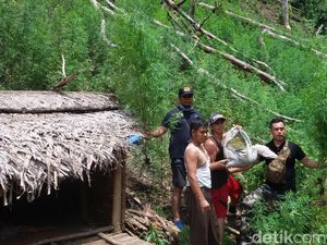 Kapolda Aceh yang Baru Bicara Tentang Ladang Ganja dan Penyelundupan Sabu