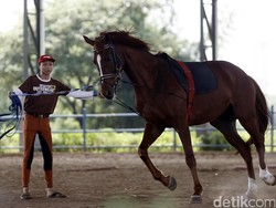 Pulo Mas Jaya Belum Kantongi Sertifikat Bebas Penyakit Hewan