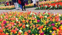 Hati Berbunga-bunga di Taman Keukenhof, Belanda