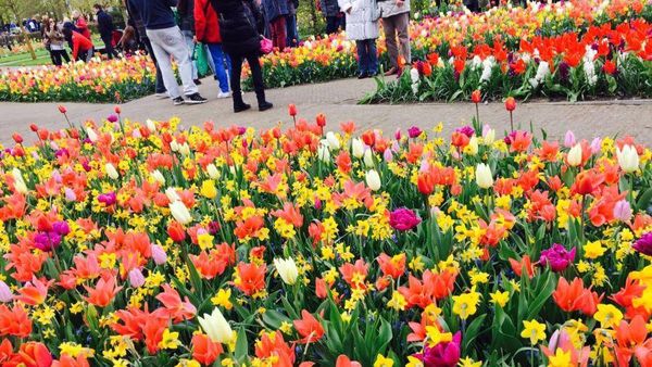 Hati Berbunga-bunga di Taman Keukenhof, Belanda