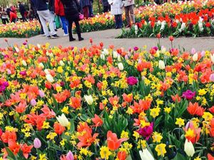 Hati Berbunga-bunga di Taman Keukenhof, Belanda
