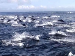 Video: 1000 Lumba-Lumba Melarikan Diri dari Sergapan Paus Pembunuh