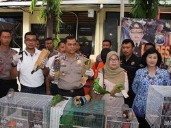 Penyelundupan Burung Dilindungi asal Papua Digagalkan