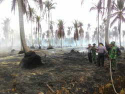 Lahan di Meranti Riau Terbakar, Kebun Kelapa Warga Ludes Jadi Korban