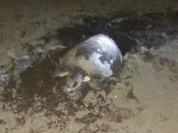 Hore! Penyu Lekang di Banyuwangi Bertelur