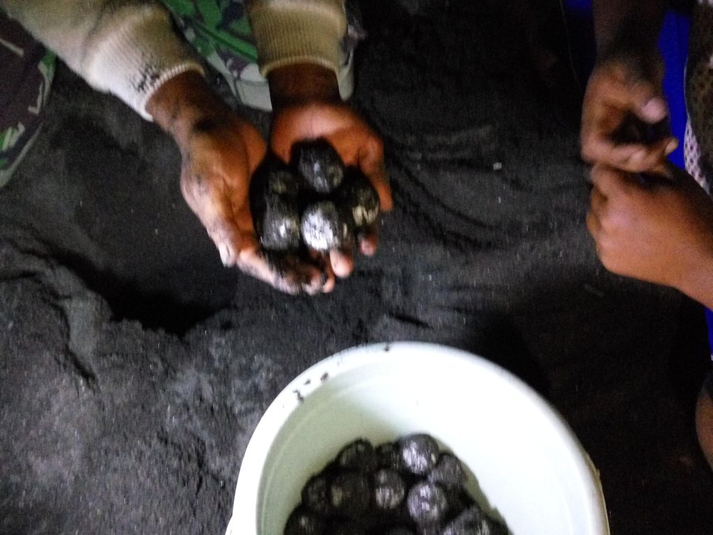 44 Telur Penyu Lekang Diserahkan ke Jambak Sea Turtle Camp
