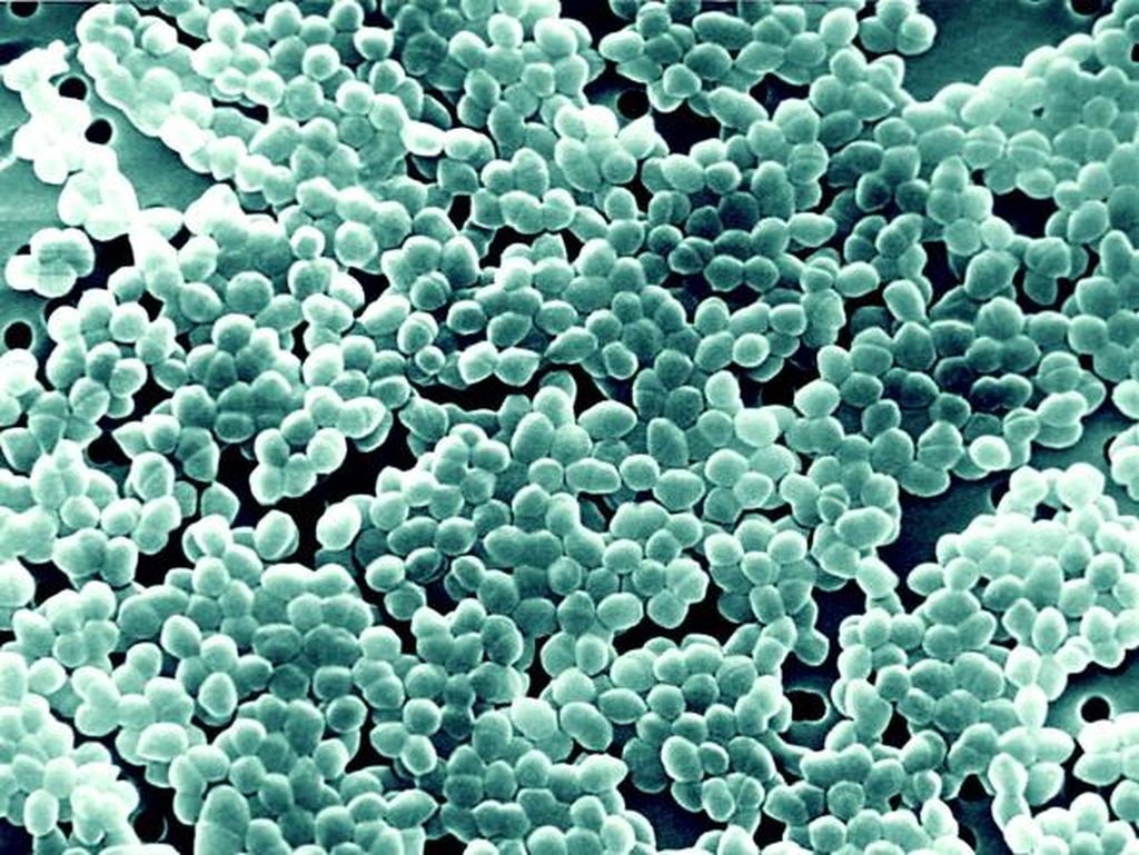 15 Ciri-ciri Bakteri dan Struktur Tubuhnya yang Perlu Siswa Ketahui