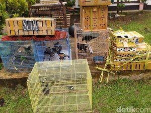 2 Pria di Pontianak Ditangkap Karena Jual Satwa Liar