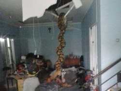 Kenapa Ular Bisa Ada di Plafon Rumah? Ketahui Penyebab dan Cara Mengusirnya