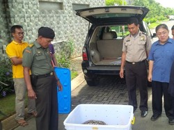 Jangan Pernah Pelihara Ular di Rumah Bila Tak Paham Habitat