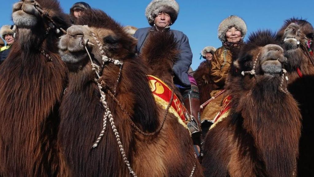 Potret Kemeriahan Festival Unta Terbesar di Mongolia