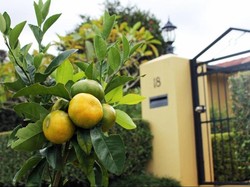 Pinggiran Jalan di Kota Australia Ini Dijadikan Kebun Buah dan Sayuran untuk Umum