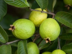 Minum Jus Jambu Biji Merah Bisa Sembuhkan DBD? Ini Kata Dokter