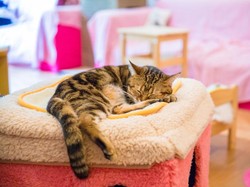 Pemerintah Tokyo Tutup Sementara Kafe Kucing untuk Pertama Kalinya