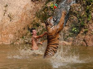 Unik, Kebun Binatang Latih Harimau Pakai Parfum Calvin Klein