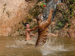 Unik, Kebun Binatang Latih Harimau Pakai Parfum Calvin Klein