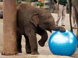 Studi Ungkap Asal Muasal Gajah Memiliki Belalai Panjang, Ini Kata Ahli