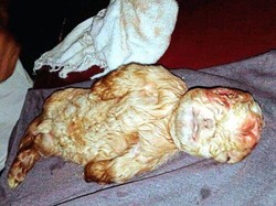 Anak Kambing Mirip Bayi Manusia Hebohkan Malaysia