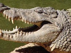 Jasad Bocah 2 Tahun yang Diseret Aligator di Danau Orlando Ditemukan Utuh