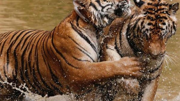 Foto: Kuil 100 Harimau yang Kontroversial
