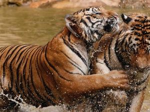 Belang Harimau Mirip Sidik Jari Manusia, Kok Bisa?