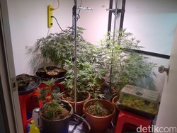 Berkebun Ganja di Apartemen di Pluit, Derrick Ditangkap Polisi