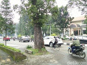 Pohon Tua di Jl Dago Dianggap Membahayakan, Banyak Permintaan Agar Segera Ditebang