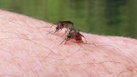 Banyak Nyamuk Bermunculan Saat Kemarau, Begini Penjelasannya