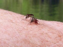 Kenapa nyamuk diciptakan
