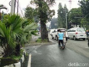 Penebangan Pohon Tua di Jl Dago yang Halangi Jalan Tertunda karena Ridwan Kamil
