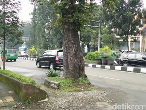 Menjaga Pohon di Perkotaan Menjaga Pohon di Perkotaan