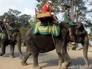 Gara-gara Kepanasan, Gajah di Kamboja Mati Usai Angkut Wisatawan