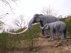 Fosil Stegodon 1,2 Juta Tahun Ditemukan di Grobogan, Jateng