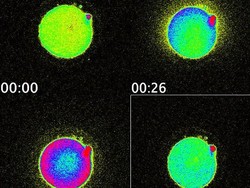Percikan Kembang Api Saat Sperma Bertemu dengan Sel Telur