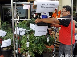 Kebun Ganja di Apartemen Pluit yang Diungkap Polisi Dalam Kondisi Siap Panen