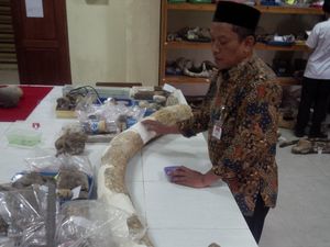 Fosil Gading Gajah Purba Stegodon dari Grobogan