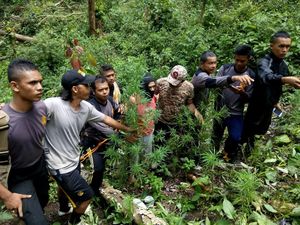 Pengedar Narkoba Bernyanyi, Ladang Ganja di Pegunungan ini Akhirnya Terkuak