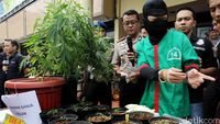 Berkebun Ganja di Apartemen, Derrick Dibekuk Polisi