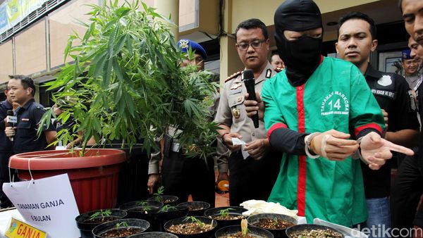 Berkebun Ganja di Apartemen, Derrick Dibekuk Polisi