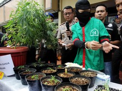Berkebun Ganja di Apartemen Pluit, Derrick Mengaku untuk Konsumsi Sendiri